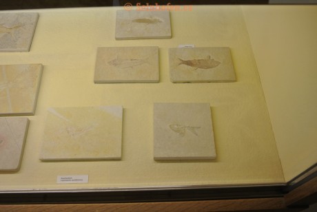 Museum-Berger-2013-0193