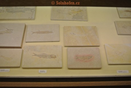 Museum-Berger-2013-0194