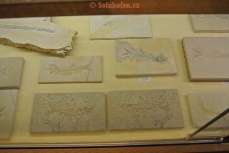 Museum-Berger-2013-0196