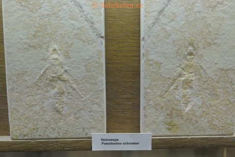 Museum-Berger-2013-0210