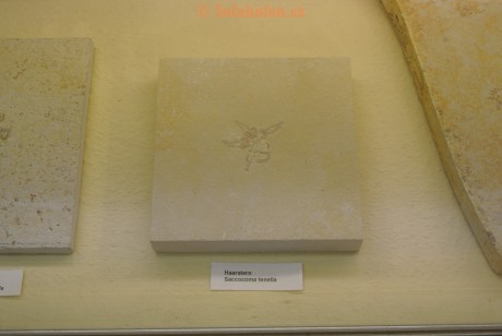 Museum-Berger-2013-0217