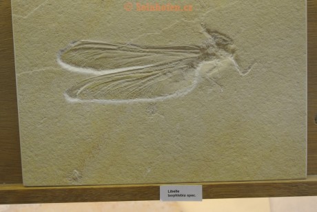 Museum-Berger-2013-0224