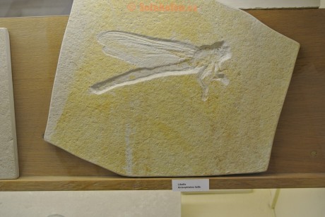 Museum-Berger-2013-0226