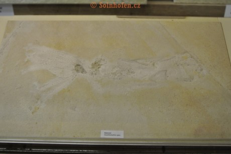 Museum-Berger-2013-0232