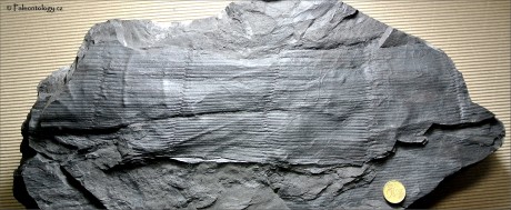 1. Stylocalamites suckowi, Orlová - Důl Lazy