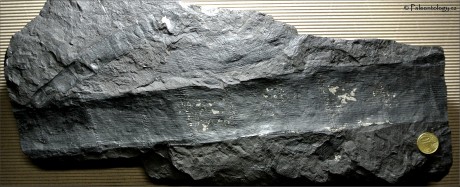 3. Stylocalamites suckowi, Orlová - Důl Lazy