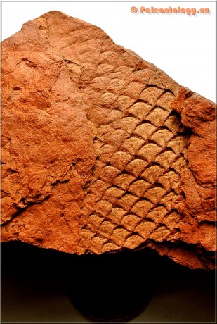 Lepidodendron volkmannianum Sternberg 1825