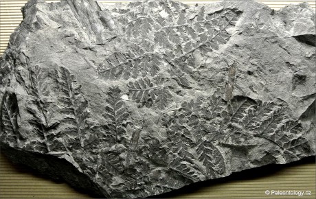 Mariopteris muricata Schlotheim - 400 mm plate