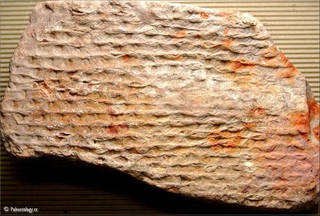 Sigillaria davreuxi 1828