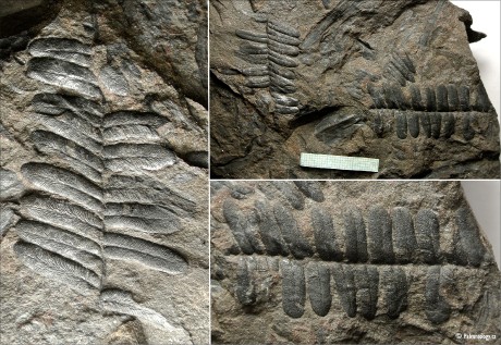 Neuralethopteris schlehani (Stur 1874)