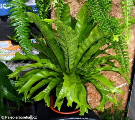 Asplenium antiquum Crissie
