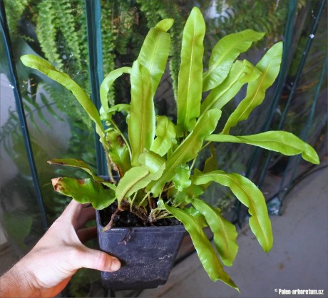 Asplenium scolopendrium