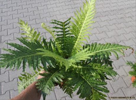 Blechnum gibbum