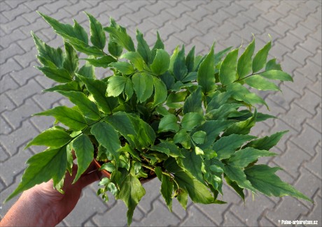 Cyrtomium fortunei
