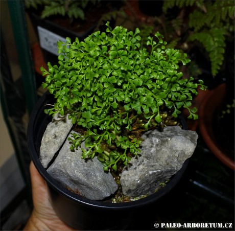 Asplenium ruta-muraria