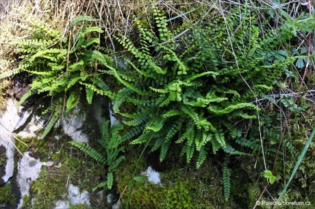 Asplenium trichomanes