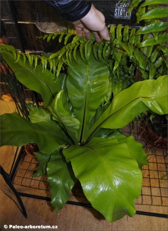 Asplenium nidus