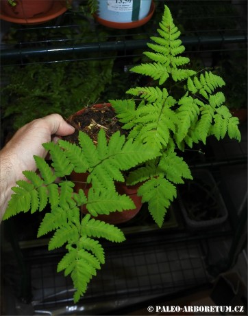 Gymnocarpium dryopteris