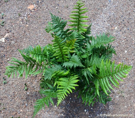 Dryopteris affinis