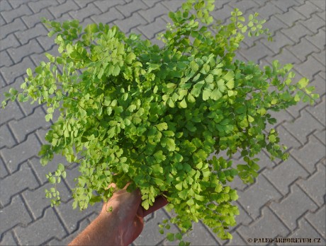 Adiantum raddianum