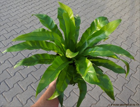 Asplenium antiquum
