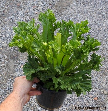 Asplenium antiquum Leslie
