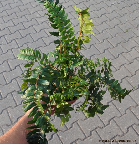 Pellaea falcata