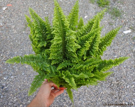 Nephrolepis exaltata Vitale