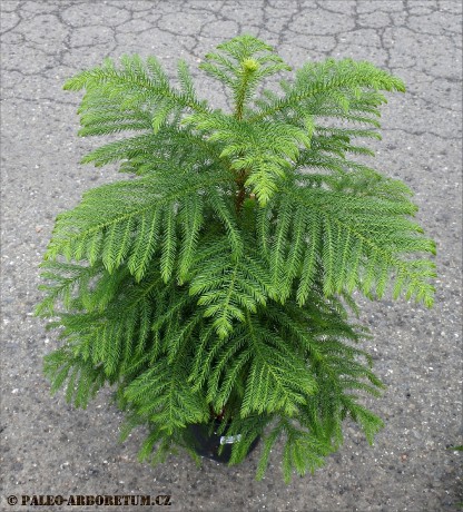 Araucaria heterophylla