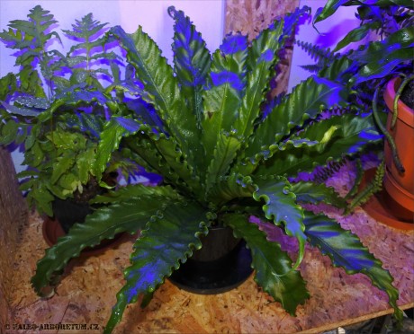 Asplenium antiquum "Victoria"