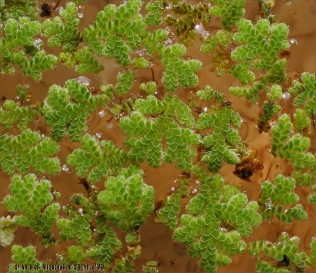 Azolla filiculoides