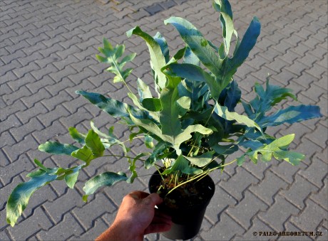 Phlebonium pseudoaureum