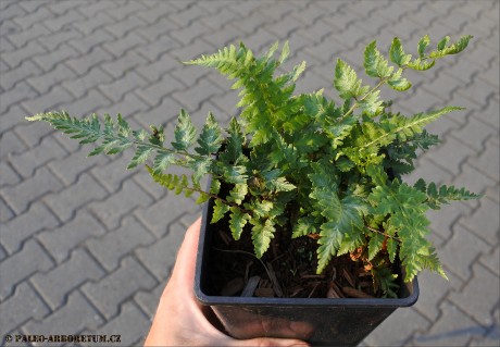 Athyrium niponicum