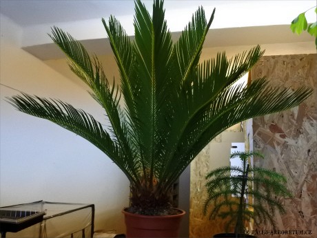 Cycas revoluta