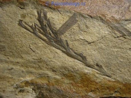 SucheLazce-Prerovec-0002