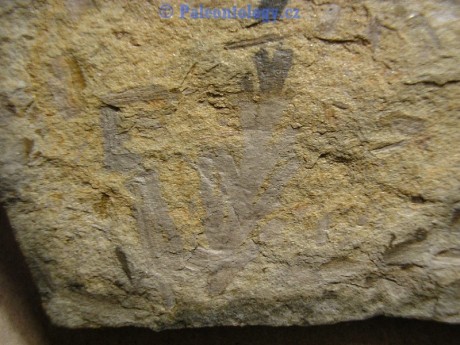 SucheLazce-Prerovec-0003