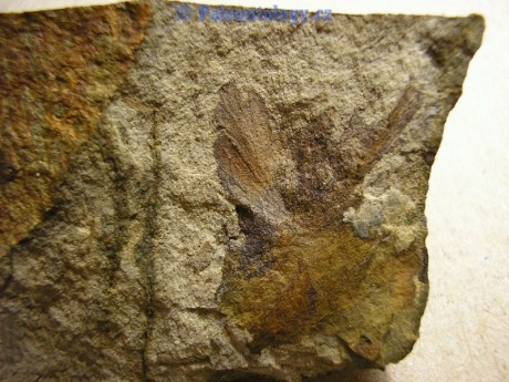 SucheLazce-Prerovec-0006