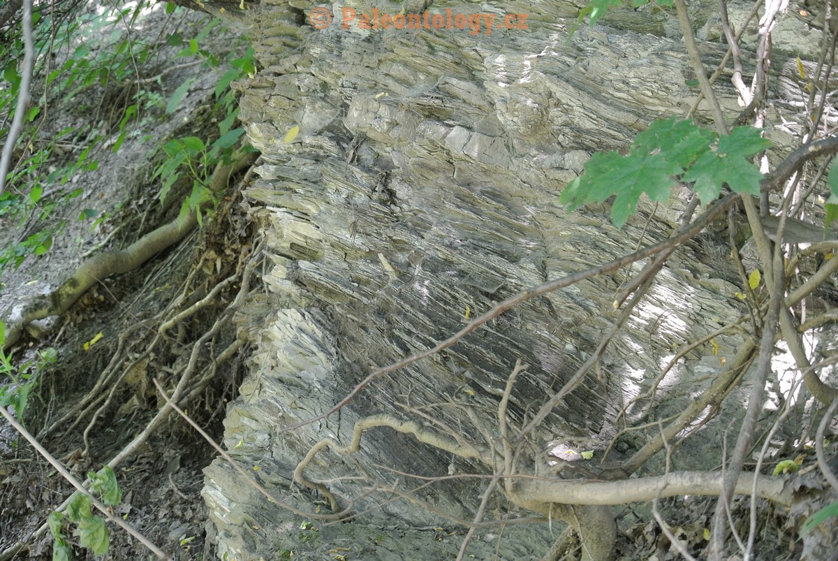 Vendryne-Vendrynka-13-6-2015-0006