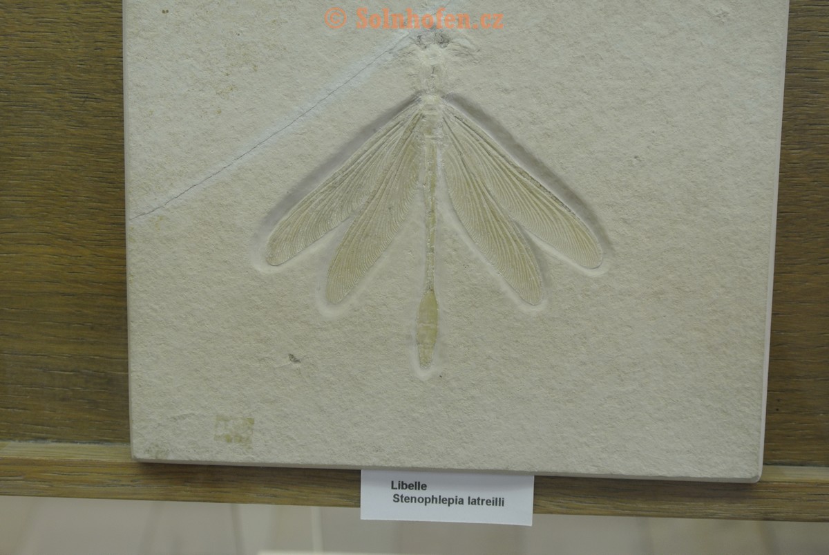 Museum-Berger-2013-0004