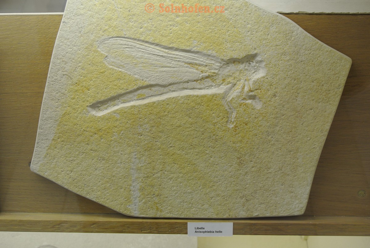 Museum-Berger-2013-0005