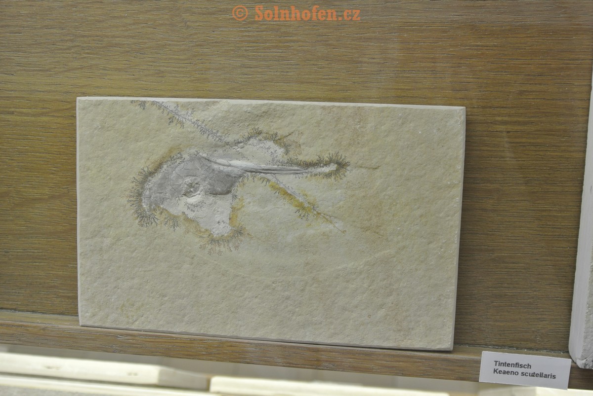 Museum-Berger-2013-0014