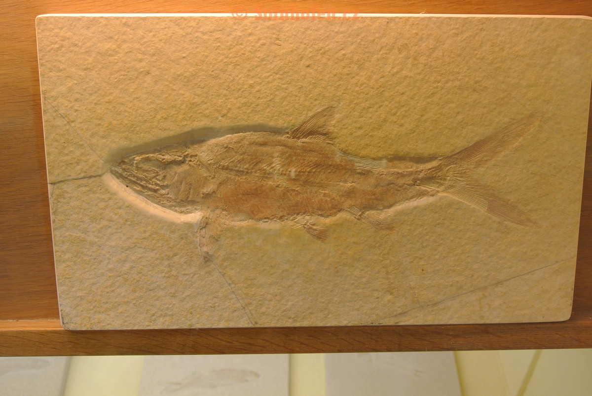 Museum-Berger-2013-0015