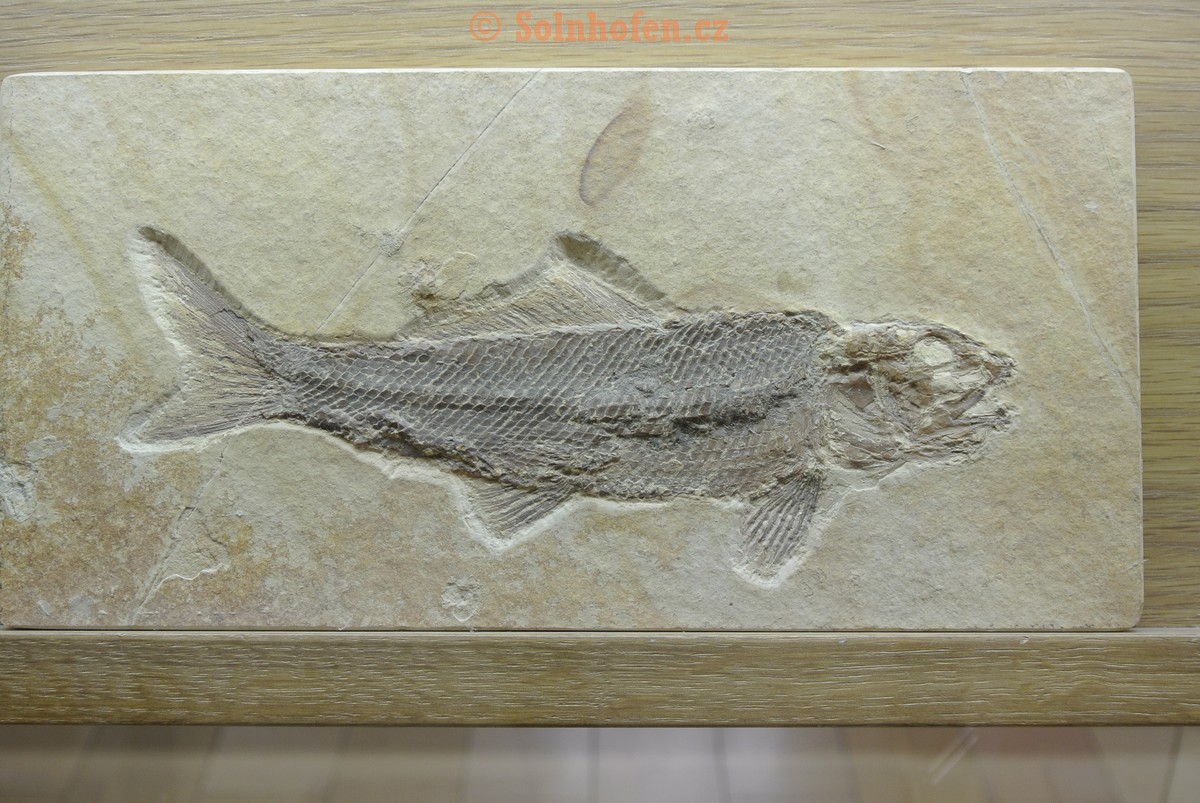 Museum-Berger-2013-0019