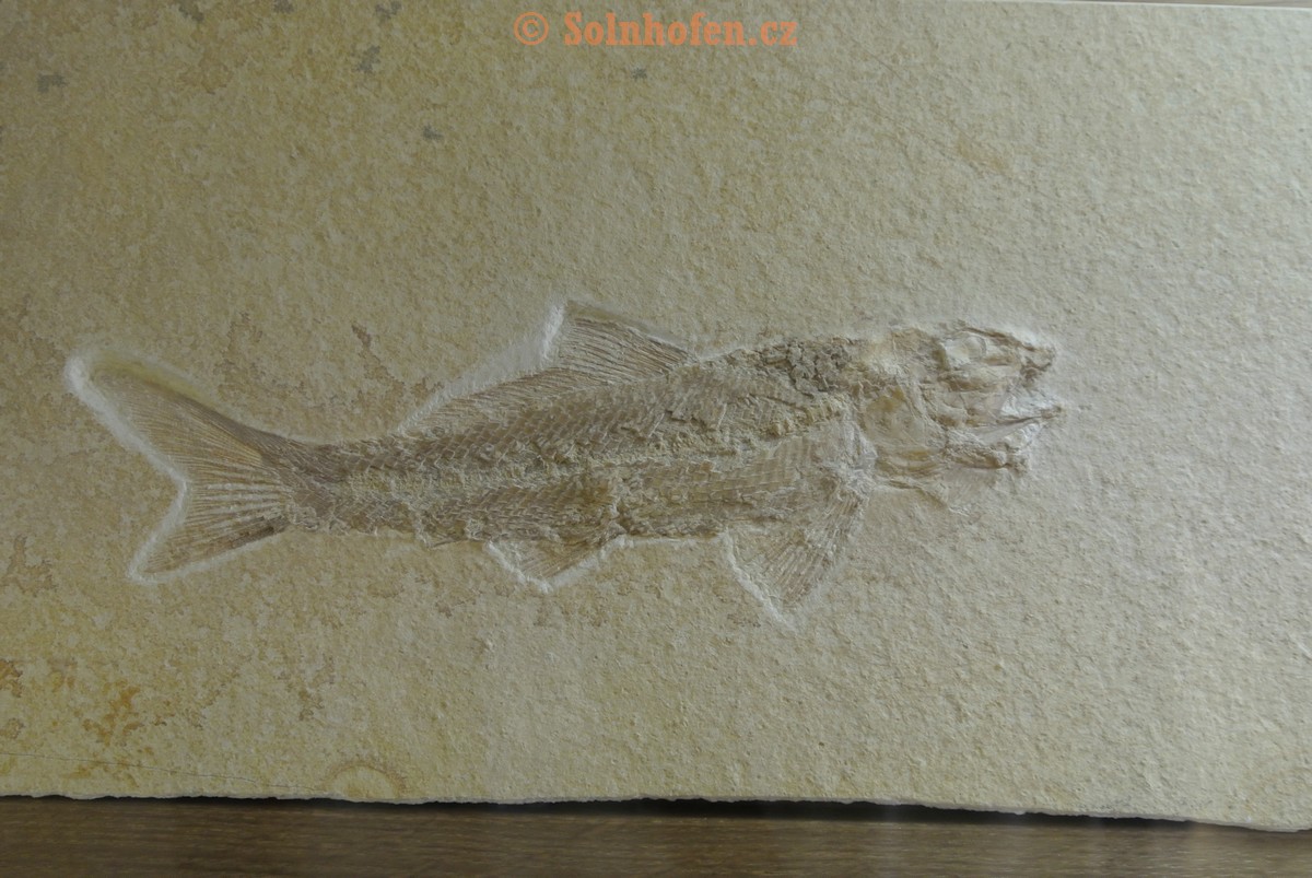 Museum-Berger-2013-0020