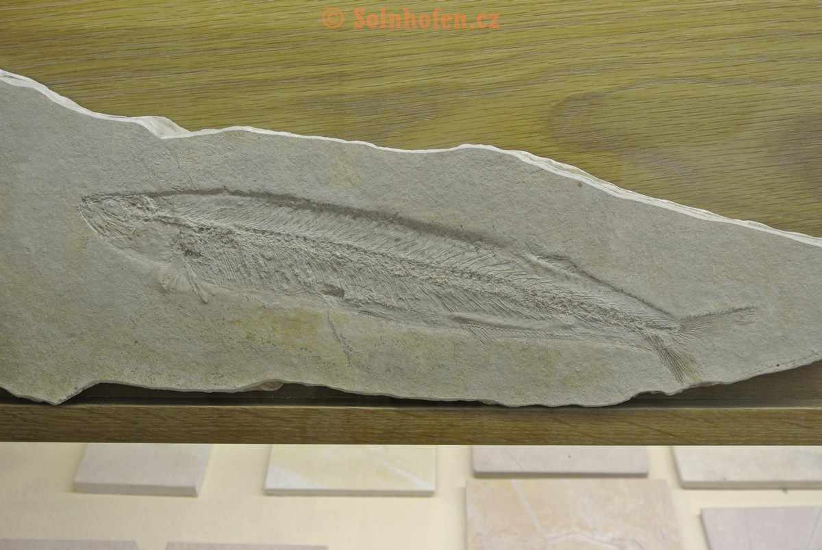 Museum-Berger-2013-0021