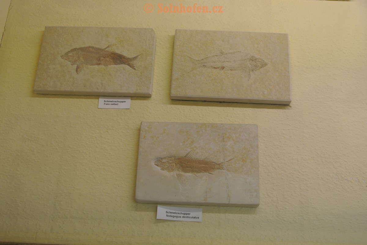 Museum-Berger-2013-0023