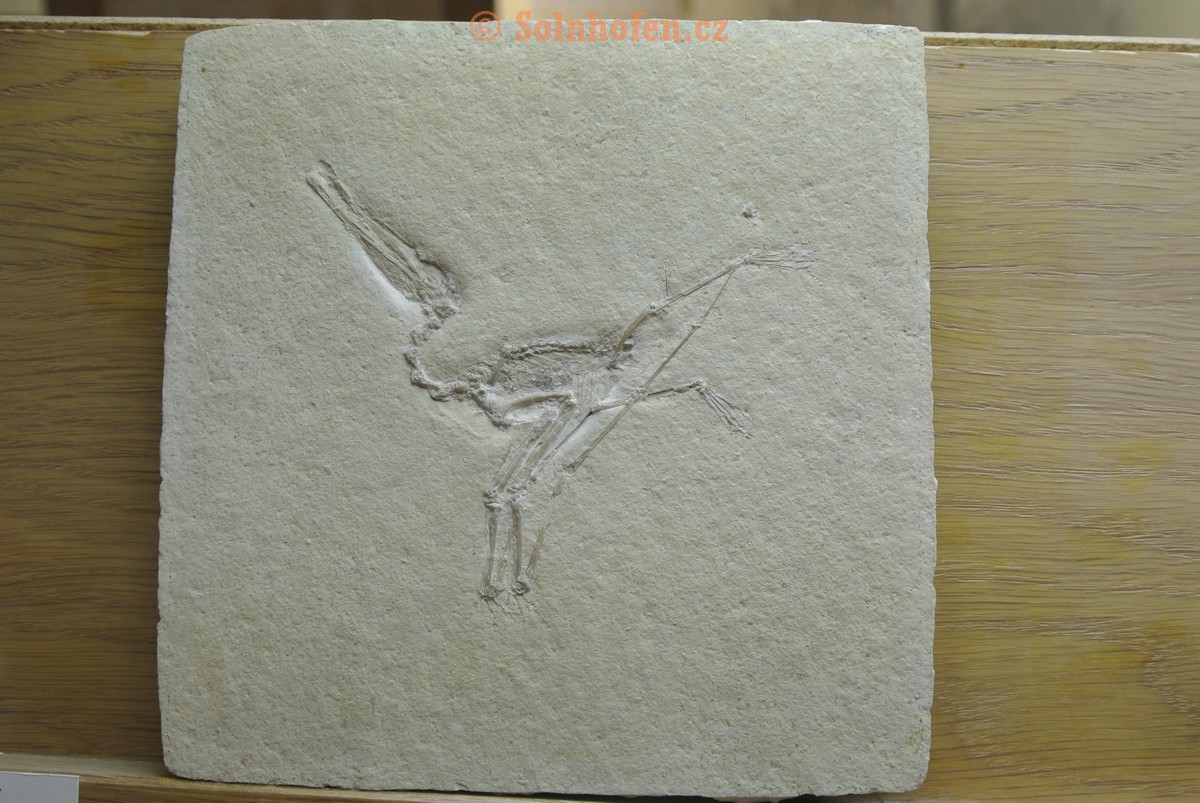 Museum-Berger-2013-0026