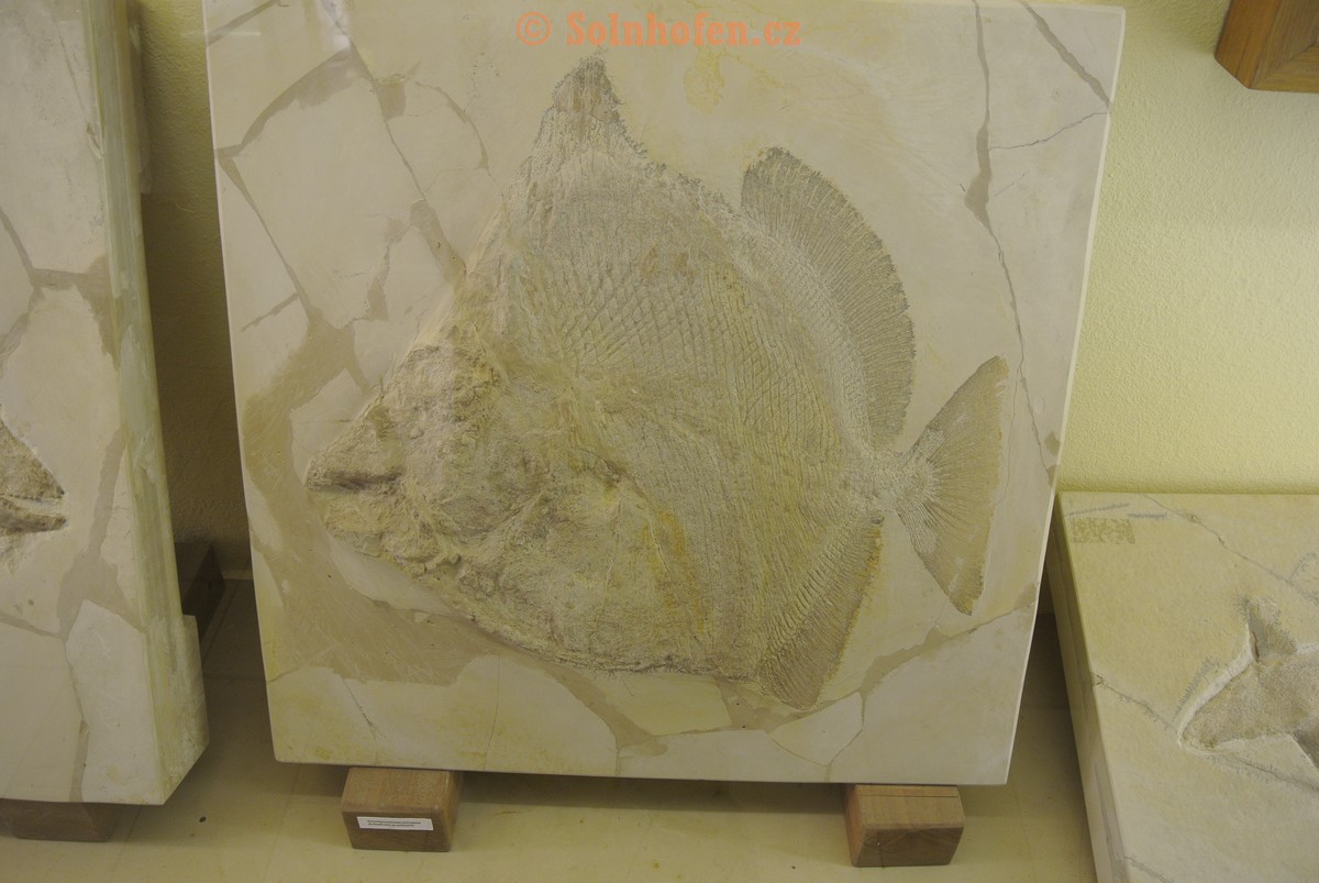 Museum-Berger-2013-0070