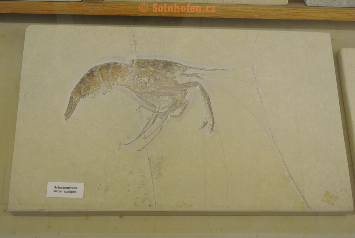 Museum-Berger-2013-0079