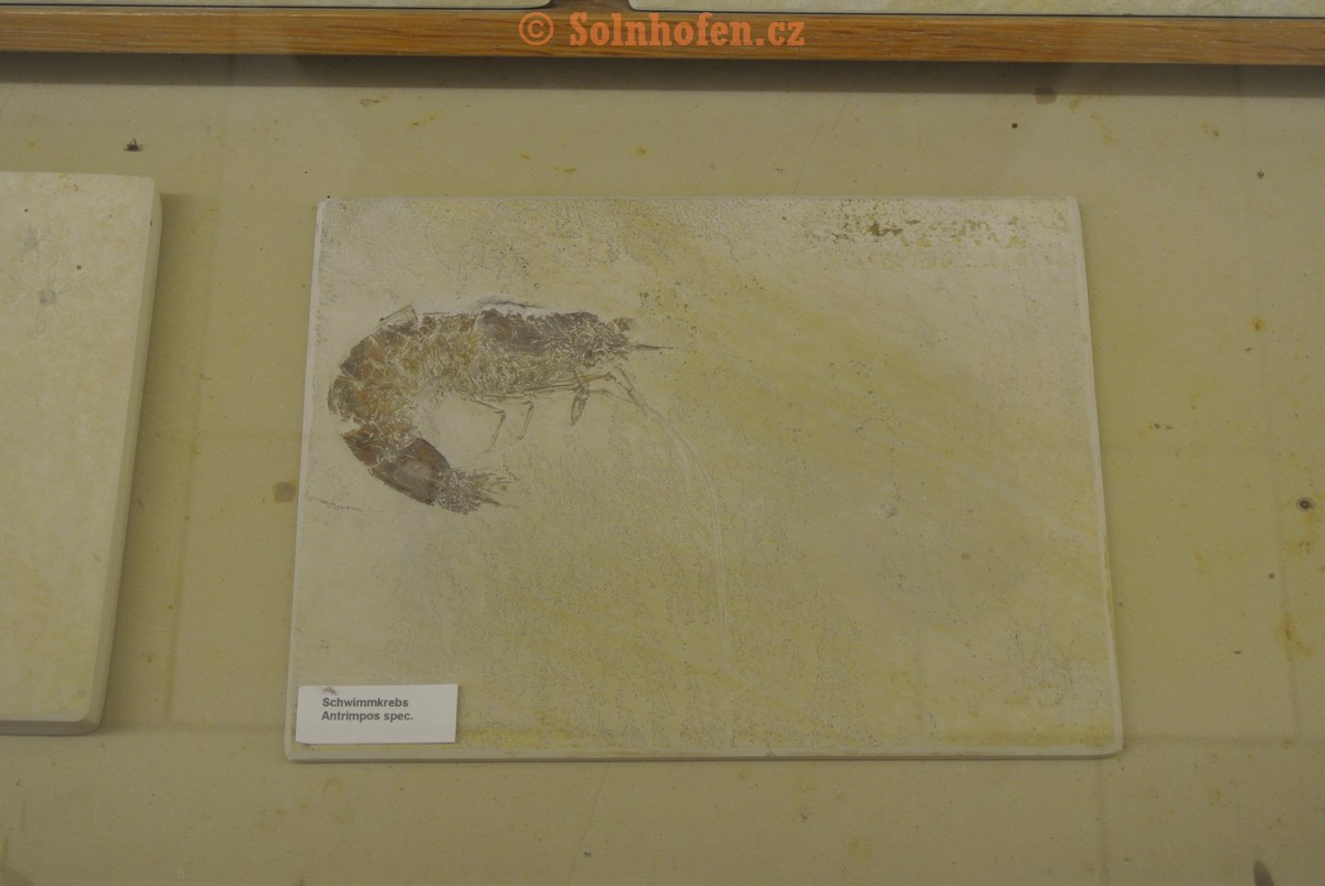 Museum-Berger-2013-0080